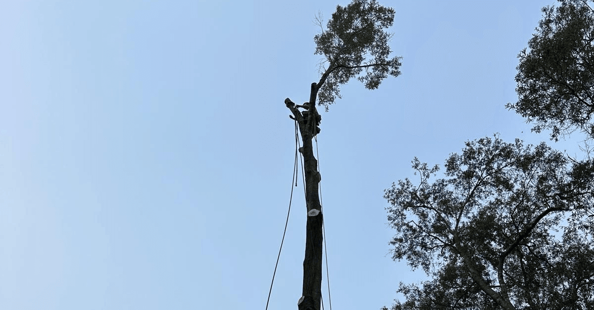 Affordable Tree Service