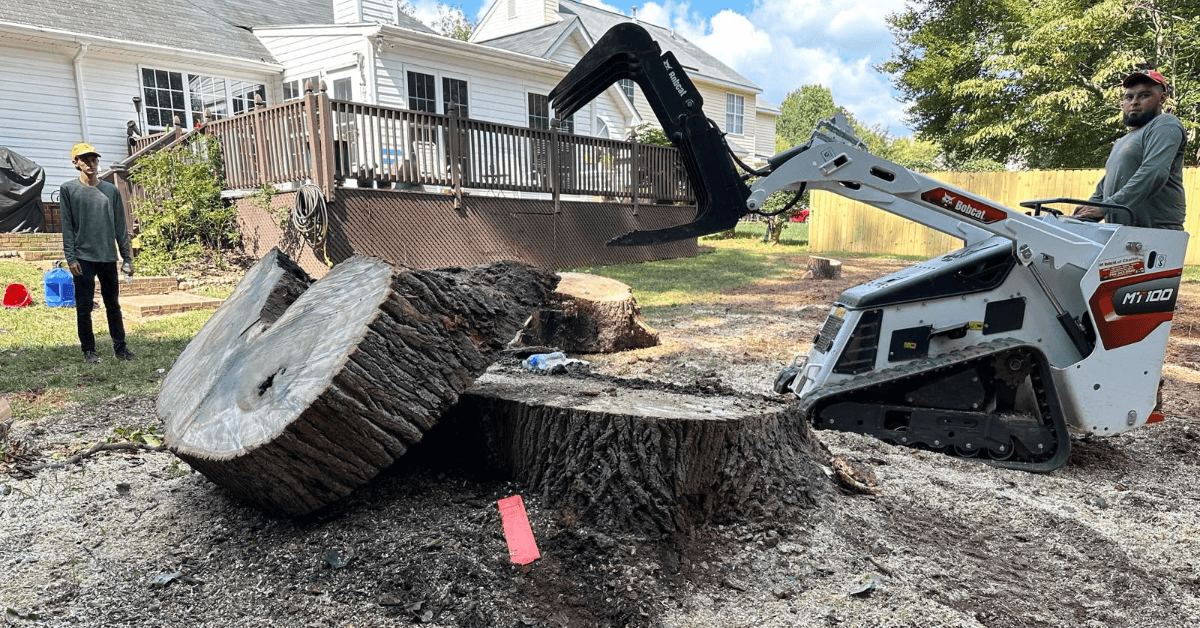 Stump Grinding