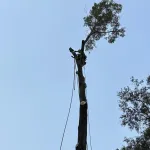 Affordable Tree Service