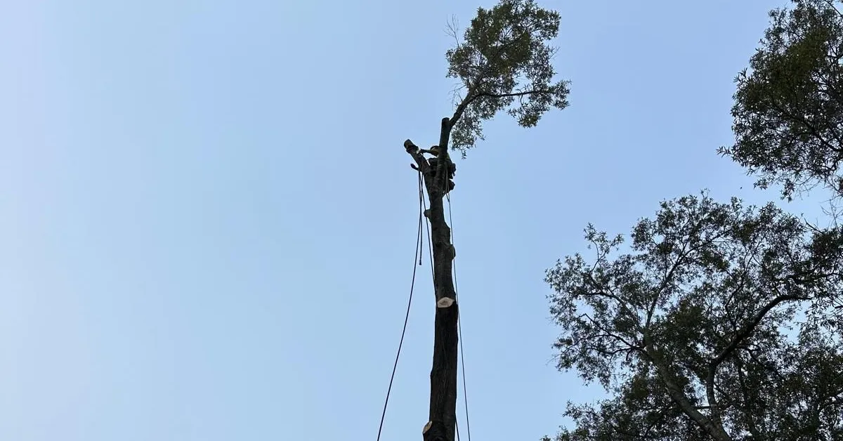 Affordable Tree Service