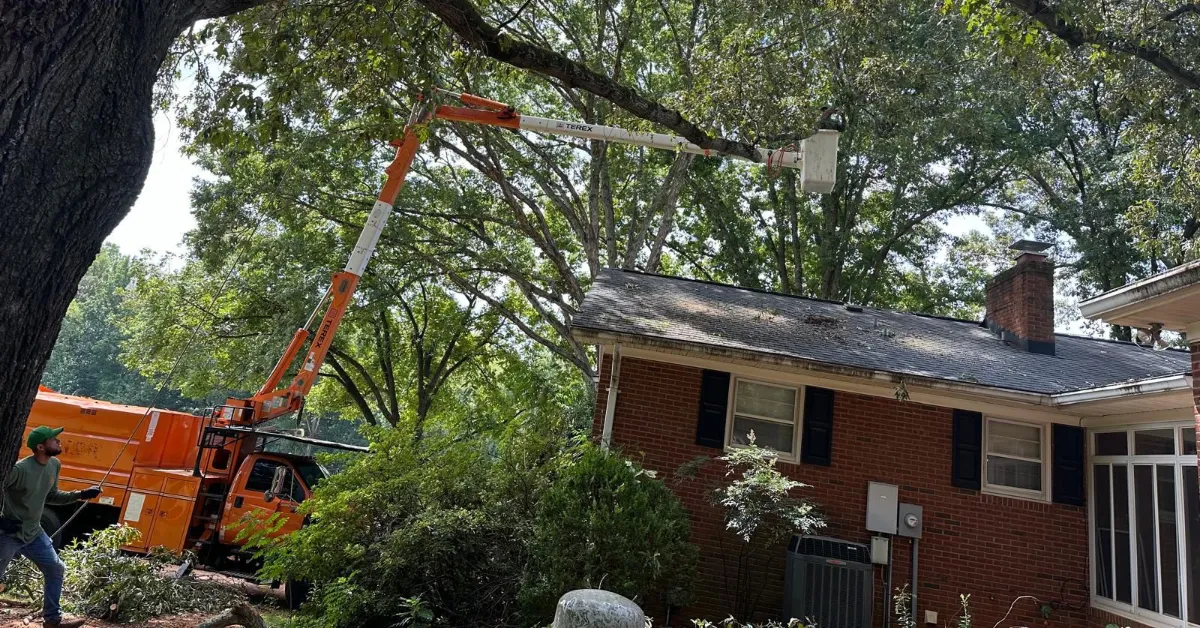 Emergency Tree Service