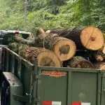 Tree Service Near Me