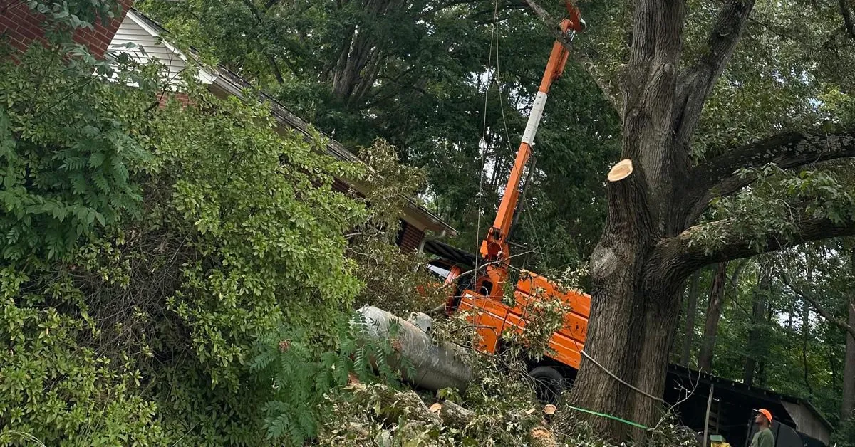 Tree Trimming